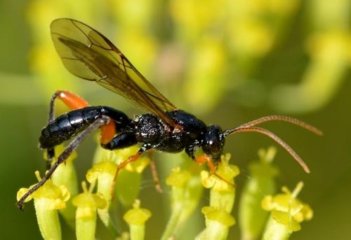 Réf. 289 399 : Phaenolobus terebrator